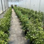 Partnership Aims to Enhance Heat Tolerance in Strawberries Through Innovative Genome Editing