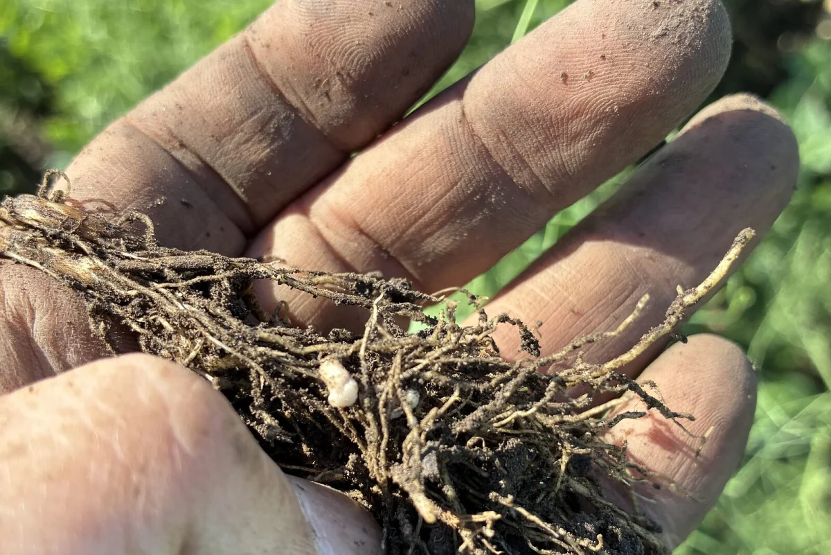 Image credit: Lilac Agriculture