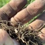 Lilac Agriculture Secures $2.3 Million to Improve Rhizobial Inoculants for Farmers