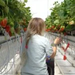 Biographica and Hudson River: Driving Innovations in Crop Genome Editing