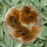 Ayana Bio and Zenfold Team Up to Enhance Plant Cell Culture Production in India