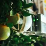 Nanovel Aims to Revolutionize Citrus Harvesting with Robotic Technology