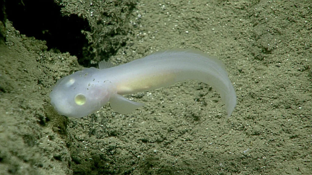This ghost fish, of the family Aphyonidae, was filmed alive for the first time during a deep-sea dive. Observations like this are critical to understanding an organism’s life and we now have the first evidence of where these fish live!