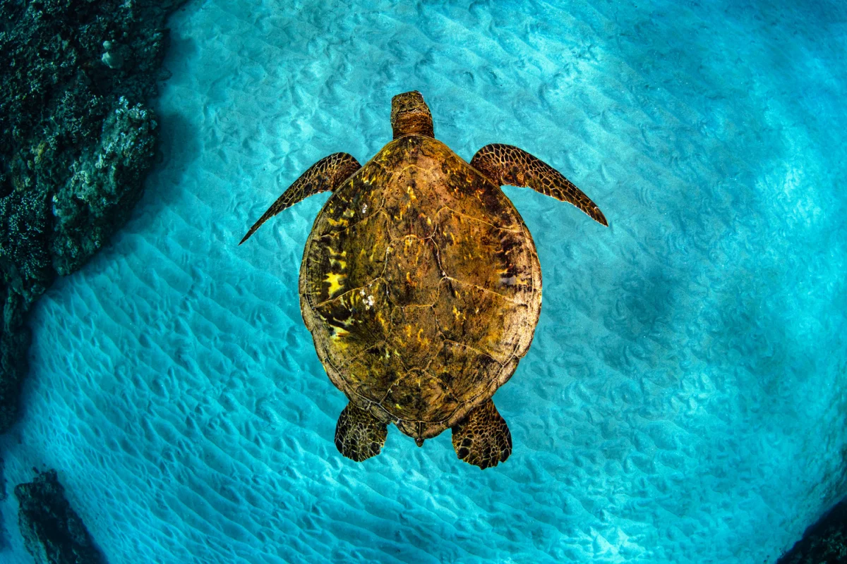 Navigating the Challenges: Sea Turtles and Their Struggles on the Journey Home