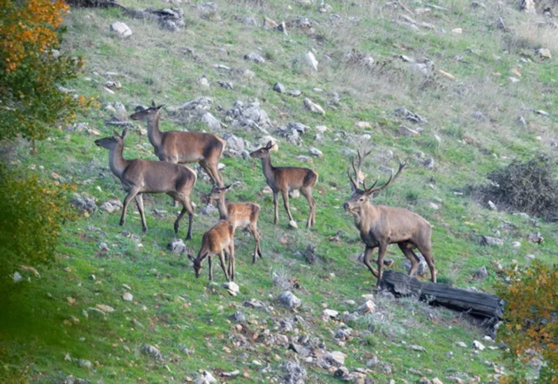 Gavbangi: Community-Driven Conservation for Caspian Red Deer in Iran