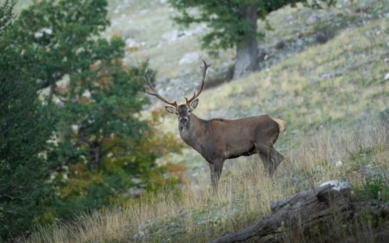 Male Maral photographed in Kiasar National Park, Iran