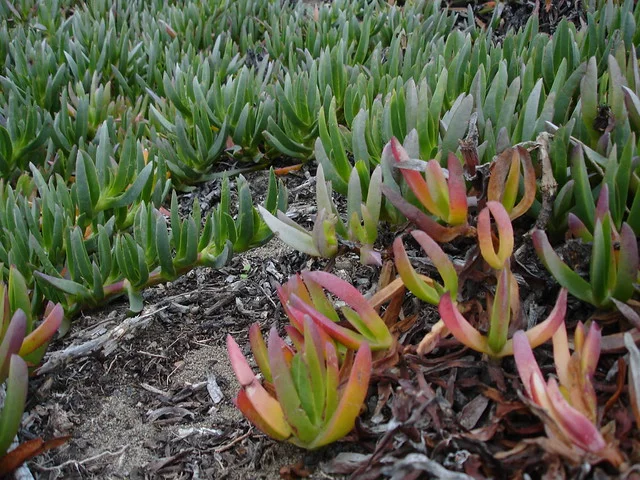 Understanding the Complex Role of Non-Native Plants in Local Ecosystems