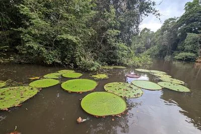 New Giant Waterlily Species Discovered Through Social Media Insights