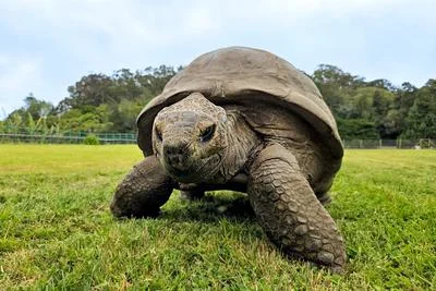 Unpacking Longevity: Lessons from Jonathan the 192-Year-Old Tortoise