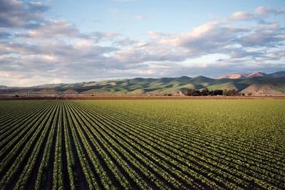 Microplastics in Soil Serve as Vectors for Environmental Toxins