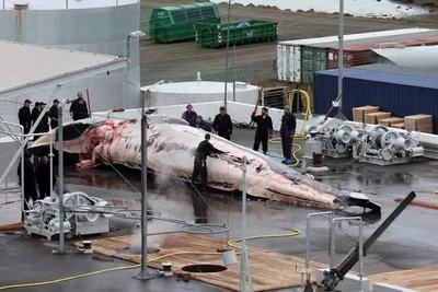 Iceland's Potential Whaling Ban: A Step Towards Conservation and Animal Welfare