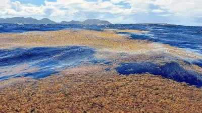 Understanding the Dual Nature of Sargassum: Ecological Impact and Economic Challenges