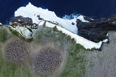 Examining the Effects of Warming on Antarctic Penguins Through Satellite Analysis of Droppings