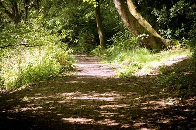 Urban Woodlands Play Key Role in Reducing Antidepressant Prescriptions