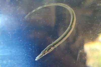 Rediscovering the Spinach Pipefish: A Beacon for Freshwater Conservation