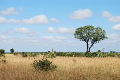 Rising CO2 Levels Are Accelerating Grass Growth on the African Savanna