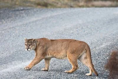 Mountain Lions Play Key Role in Reducing Deer-Related Traffic Accidents