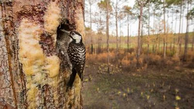 Impact of Redefining "Harm" on Endangered Species in the U.S.