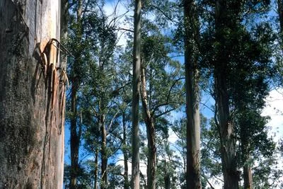 New Insights on Mountain Ash: Rethinking Clearcutting and Forest Management