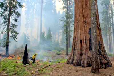 Prescribed Burns Proving Vital for Giant Sequoia Conservation