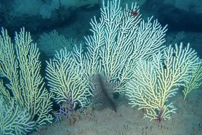 Rediscovery of West African Reef Offers Hope for Marine Ecosystems