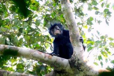 Discovery of Likweli: A New Monkey Species in the Congo
