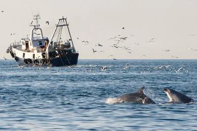 Dolphins in the Adriatic Sea Increasingly Rely on Trawlers for Food Amid Overfishing