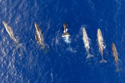 Mediterranean Sperm Whales Exhibit Unique Dialects Reflecting Their Isolation
