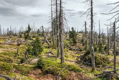 How Decomposing Organisms Influence Ecosystem Dynamics Long After Death
