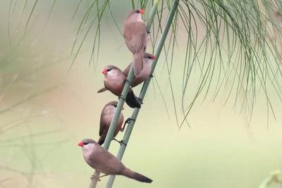 Rediscovery of the Black-Lored Waxbill Highlights Urgency in Conservation Efforts