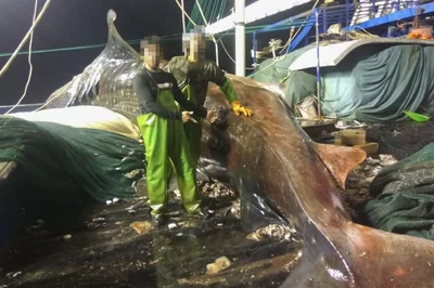 Unregulated Squid Fishing: Environmental Destruction and Human Rights Abuses Exposed