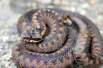 Rising Temperatures Heighten Human-Snake Encounters and Bite Risks