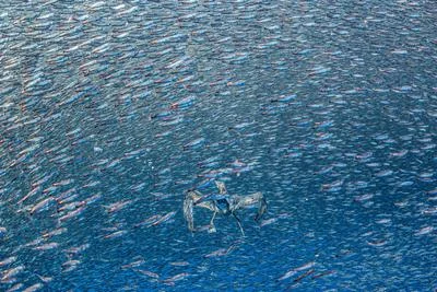 Highlights from the 2026 Environmental Photography Awards