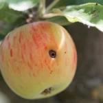Molagri Secures $5.8 Million for Advanced Biopesticide Development