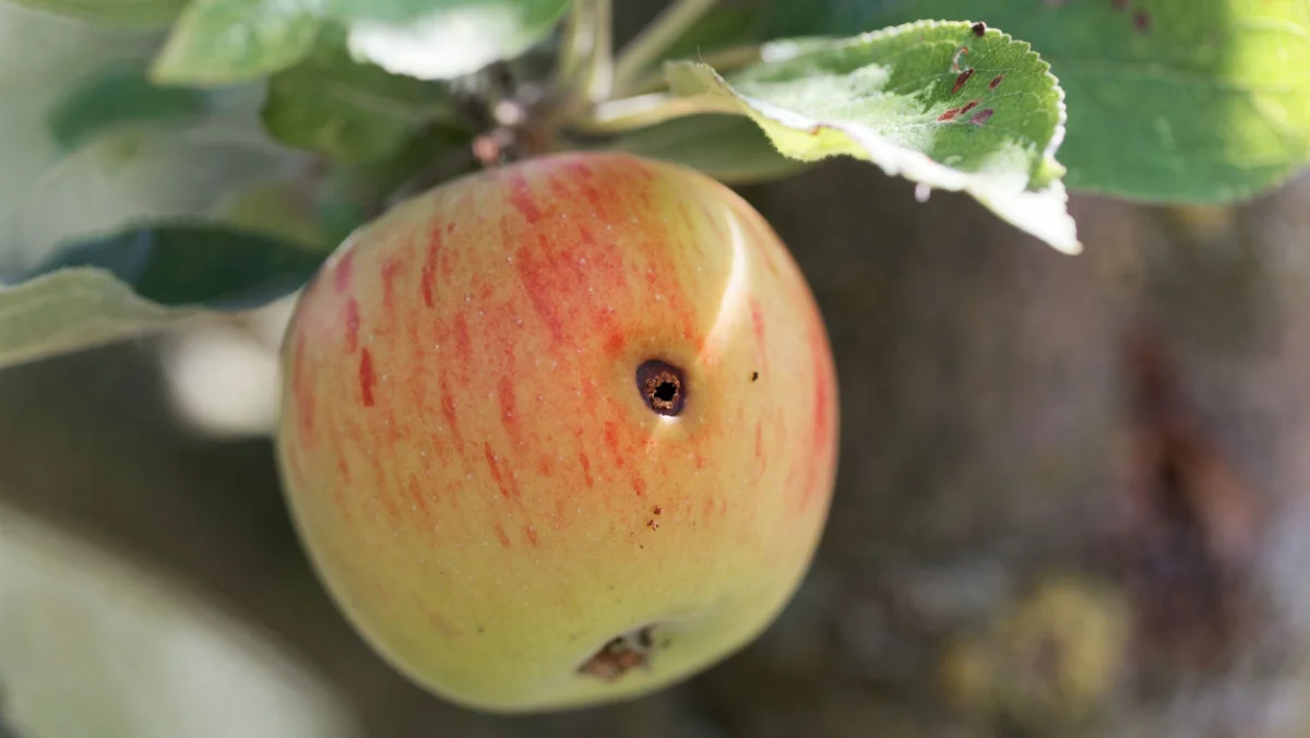Codling-moth-on-apple-iStock-weisschr