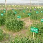OlsAro Secures Funding for Salt-Tolerant Wheat as Climate Resilience Grows in Importance