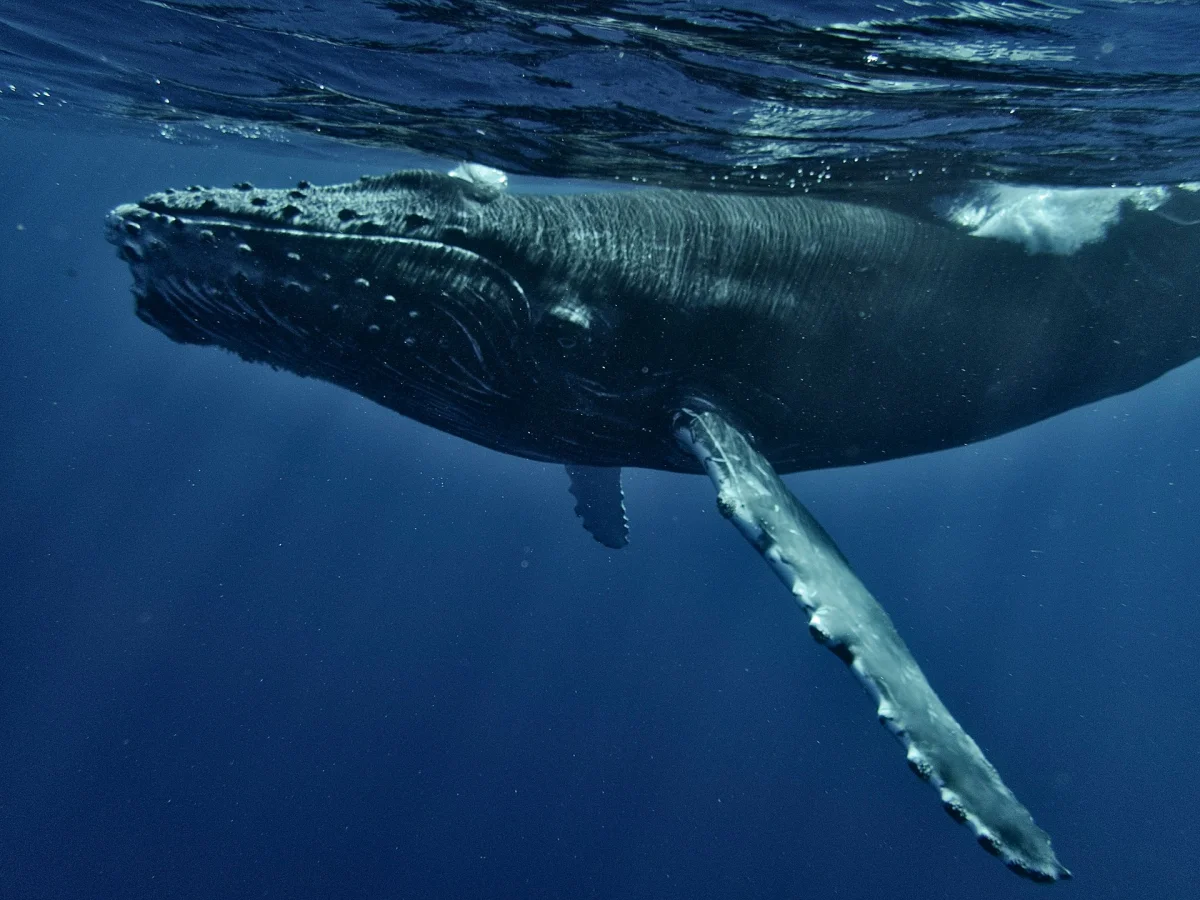 Understanding Humpback Whales: Migration, Conservation, and Their Role in the Ocean Ecosystem