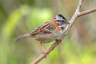 Reviving Lost Songs: The Role of Technology in Bird Conservation