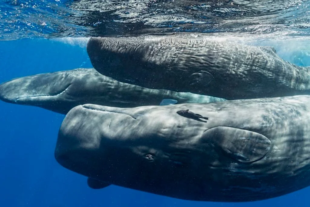 Could You Really Be Swallowed by a Whale?