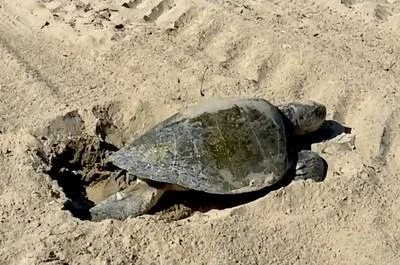 El Niño Brings Exotic Sea Life to the California Coast