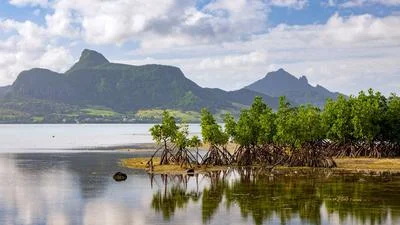 What Is Driving the Global Resurgence of Mangrove Forests?